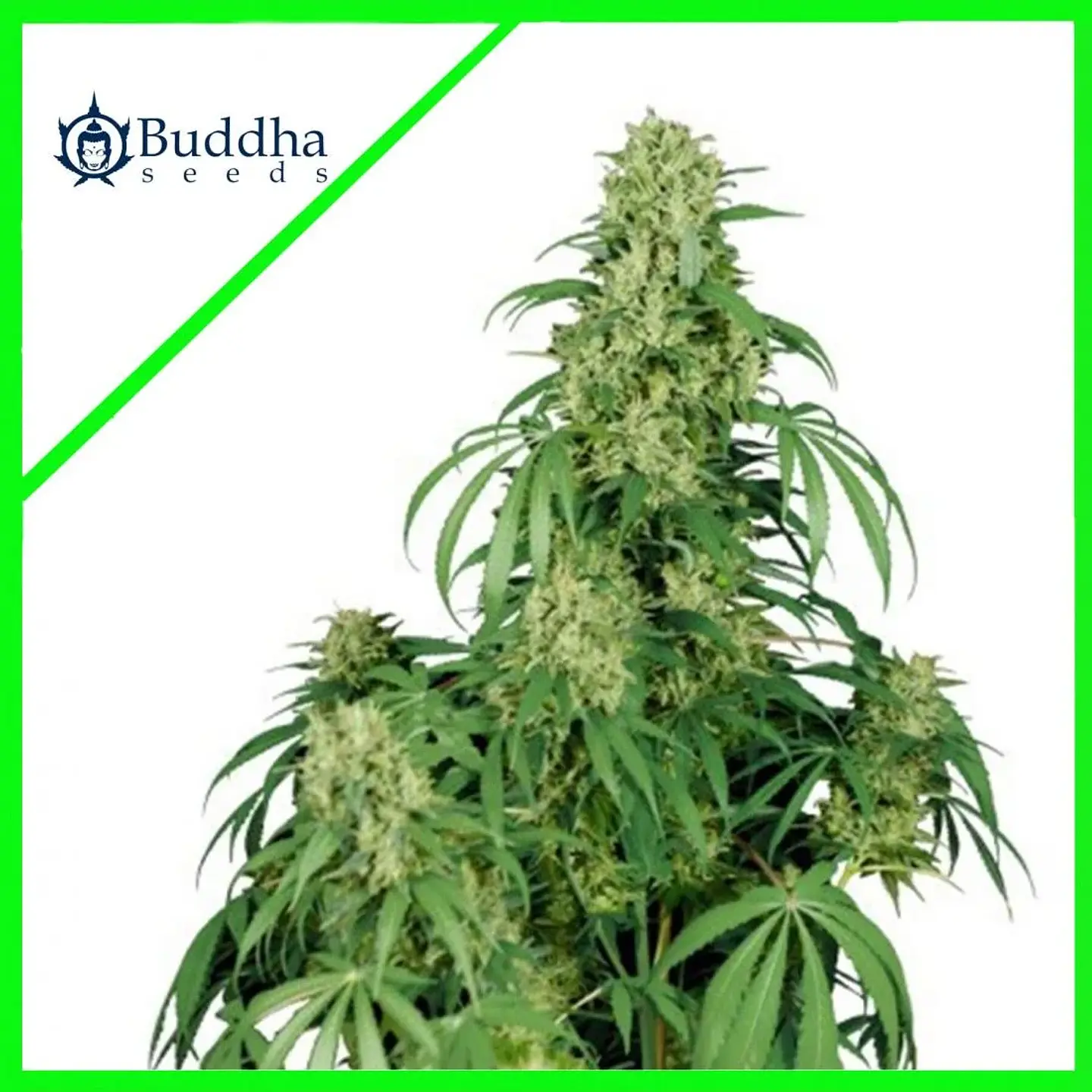 Calamity Jane Auto X3+1-Buddha Seeds 1