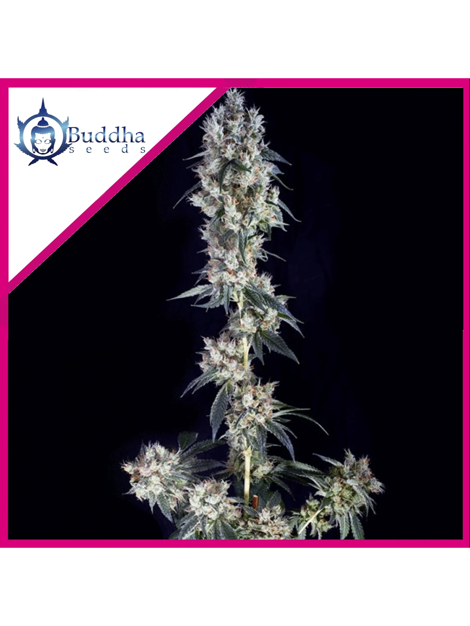 Cookie Fem X3+1 - Buddha Seeds 1