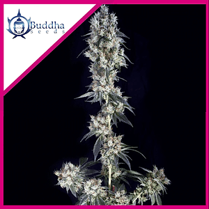 Cookie Fem X3+1 - Buddha Seeds