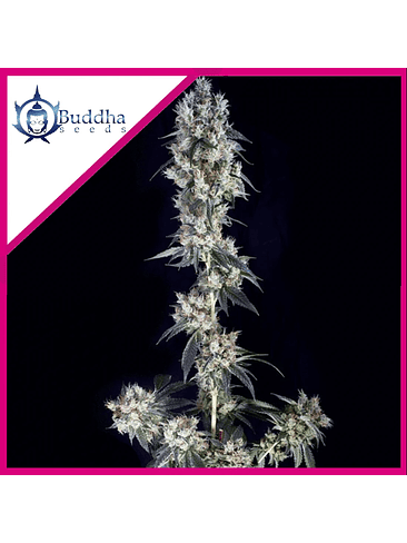 COOKIE FEM X3+1 - BUDDHA SEEDS 1