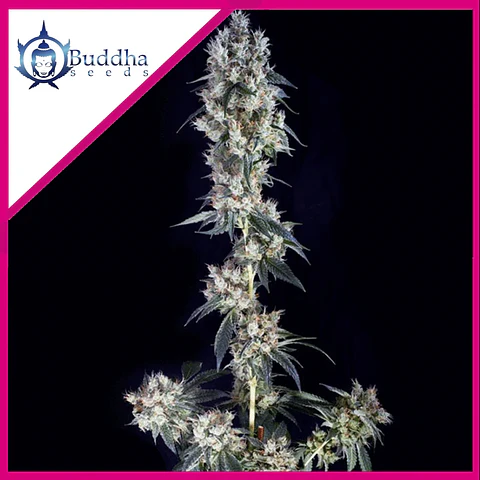 Cookie Fem X3+1 - Buddha Seeds