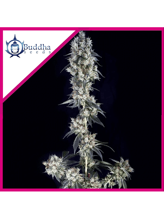 COOKIE FEM X3+1 - BUDDHA SEEDS 1