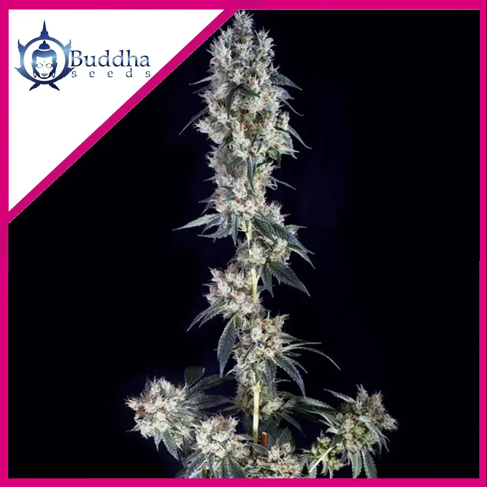 Cookie Fem X3+1 - Buddha Seeds 1