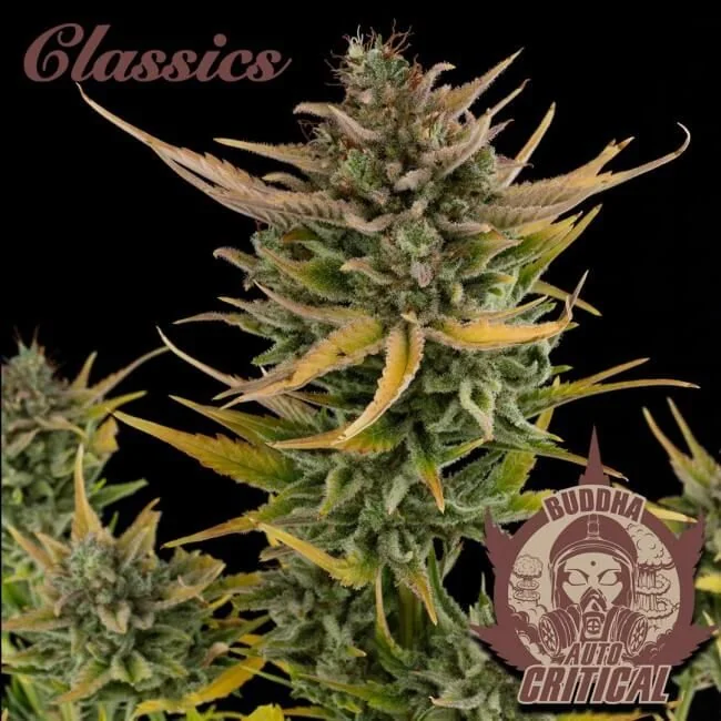 Critical Auto X3-Buddha 1