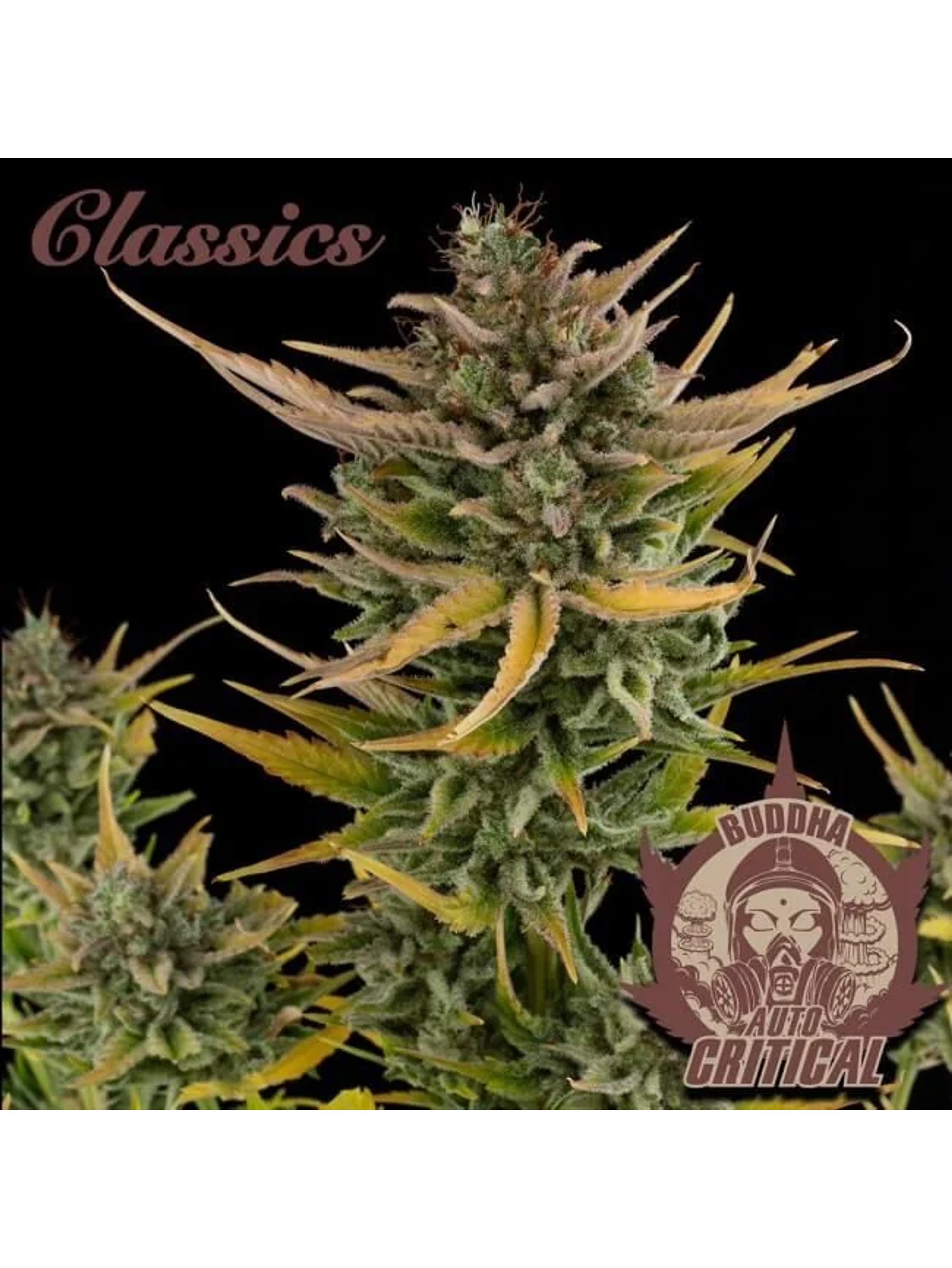 Critical Auto X3-Buddha 1