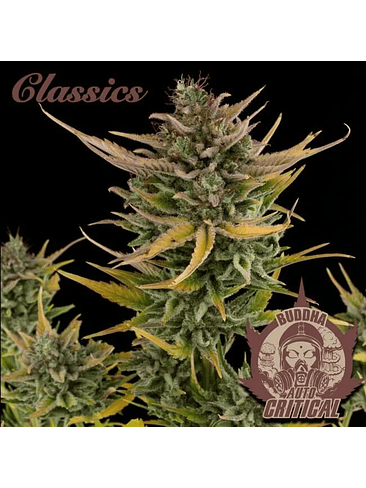 CRITICAL AUTO X3-BUDDHA 1