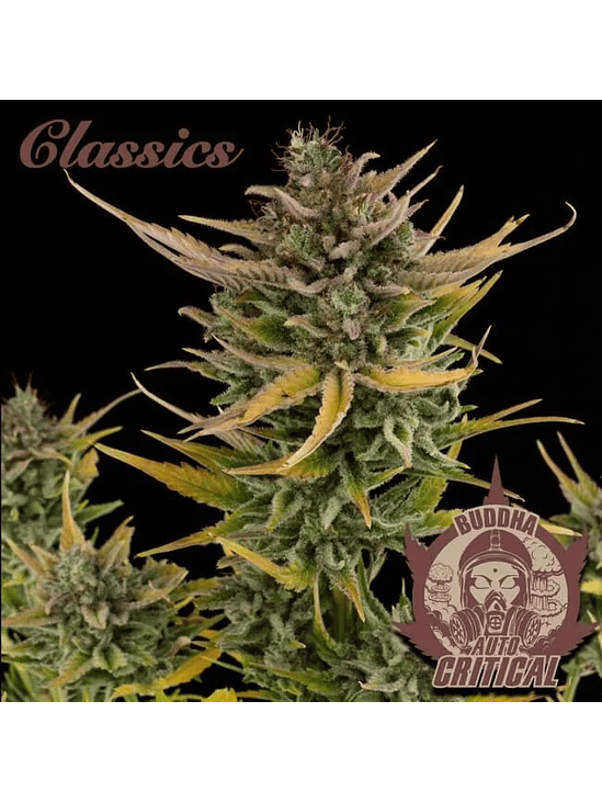 CRITICAL AUTO X3-BUDDHA 1