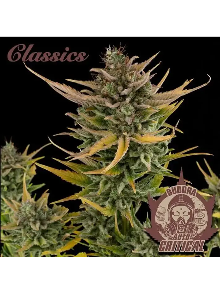 Critical Auto X3-Buddha 1