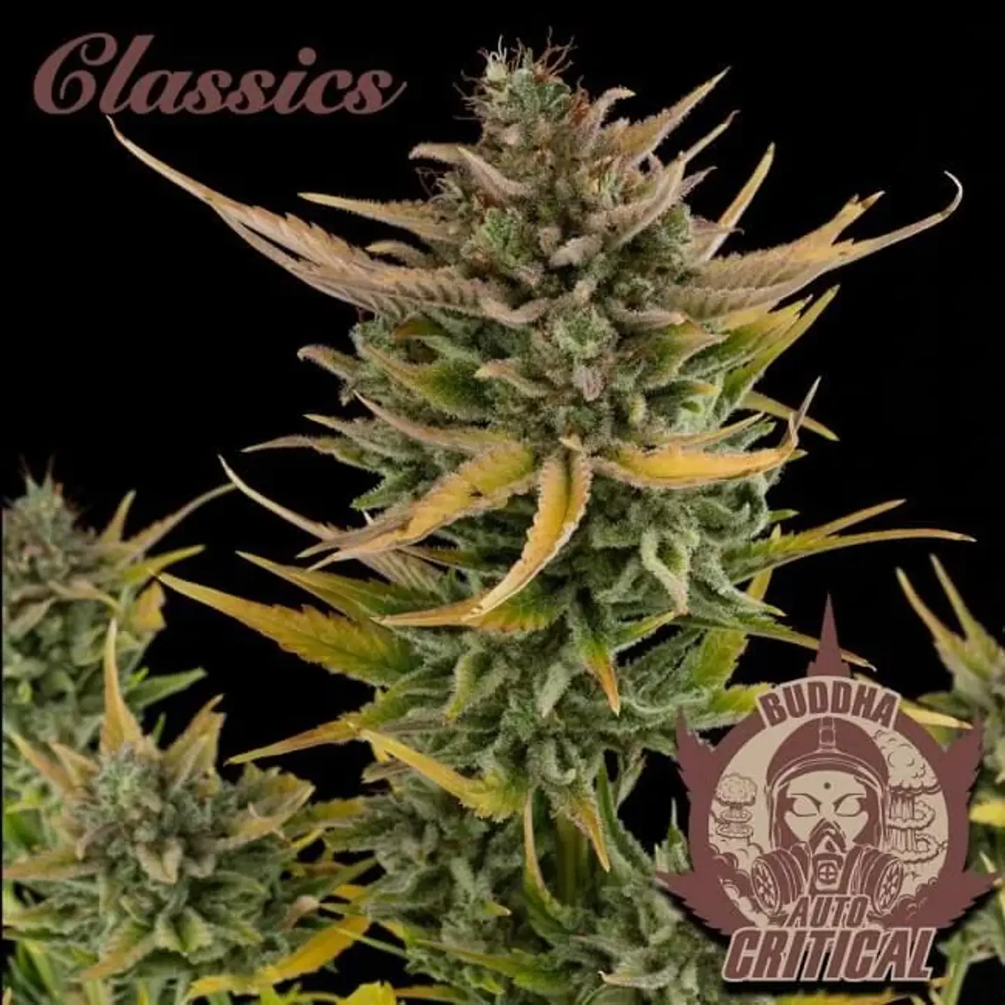 Critical Auto X3-Buddha 1