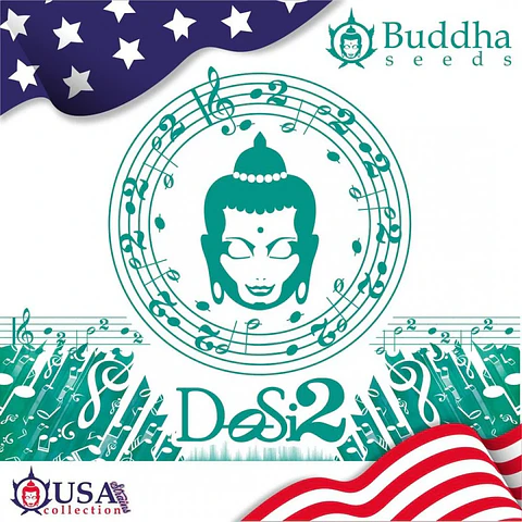 Dosi2 Fem X3+1-Buddha Seeds