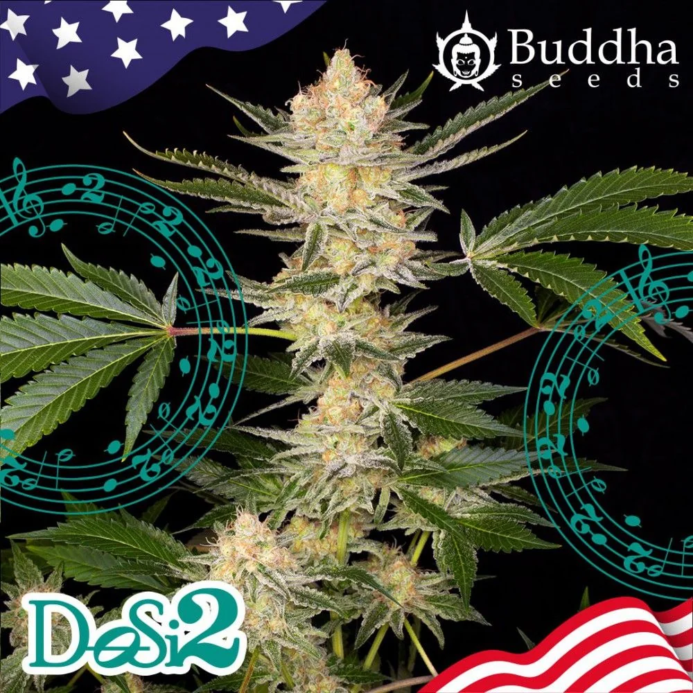 Dosi2 Fem X3+1-Buddha Seeds 2