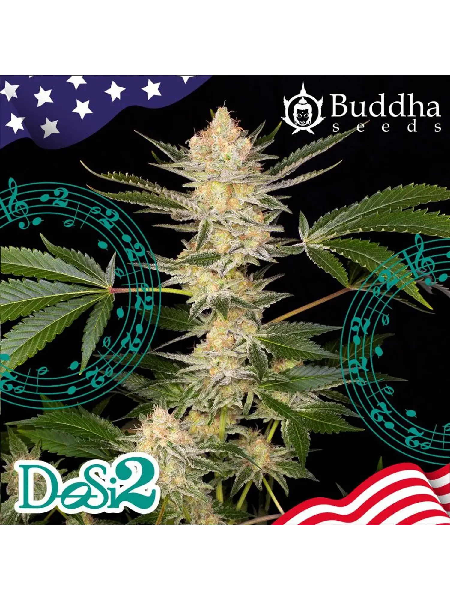 Dosi2 Fem X3+1-Buddha Seeds 2