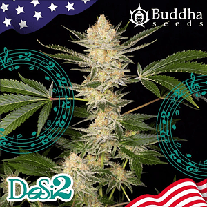 Dosi2 Fem X3+1-Buddha Seeds