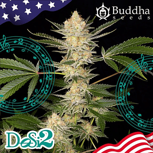 DOSI2 FEM X3+1-BUDDHA SEEDS