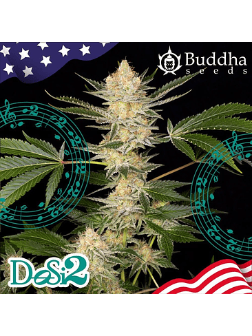 DOSI2 FEM X3+1-BUDDHA SEEDS 2