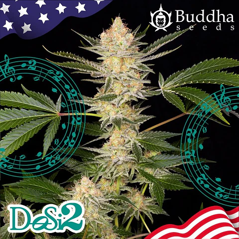 Dosi2 Fem X3+1-Buddha Seeds
