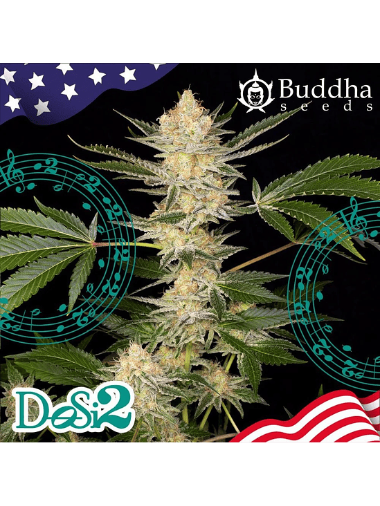 DOSI2 FEM X3+1-BUDDHA SEEDS 2