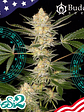DOSI2 FEM X3+1-BUDDHA SEEDS - Miniatura 2
