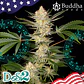Dosi2 Fem X3+1-Buddha Seeds - Miniatura 2