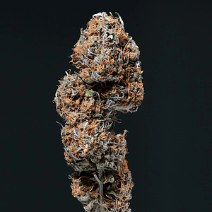 Deimos Auto X3+1-Buddha Seeds