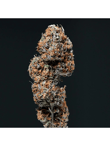 DEIMOS AUTO X3+1-BUDDHA SEEDS 2