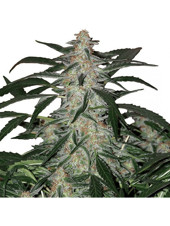 DEIMOS AUTO X3+1-BUDDHA SEEDS 1