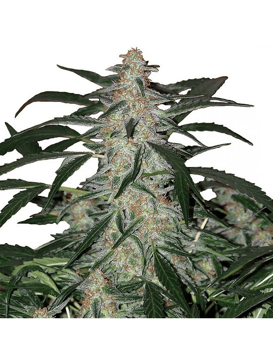 BUDDHA DEIMOS AUTO X3 1