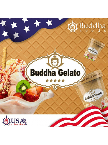 GELATO FEM X3+1-BUDDHA SEEDS 1