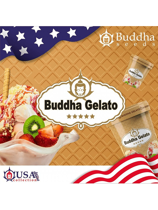 GELATO FEM X3+1-BUDDHA SEEDS 1