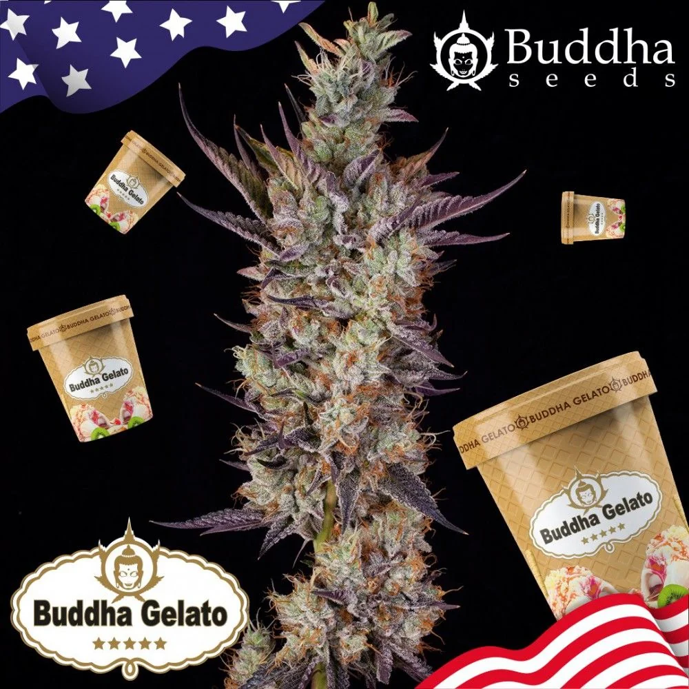 Gelato Fem X3+1-Buddha Seeds 2
