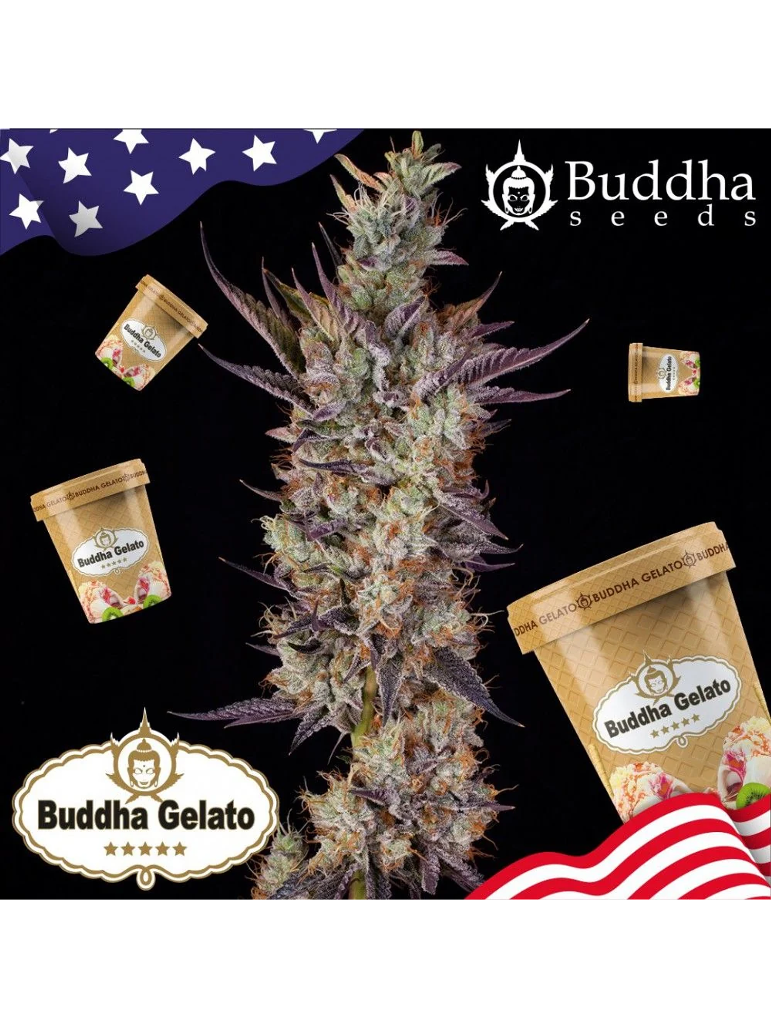 Gelato Fem X3+1-Buddha Seeds 2