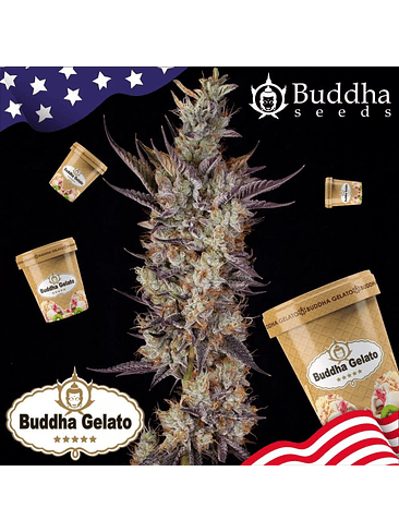 GELATO FEM X3+1-BUDDHA SEEDS 2