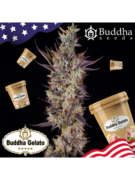 Gelato Fem X3+1-Buddha Seeds 2