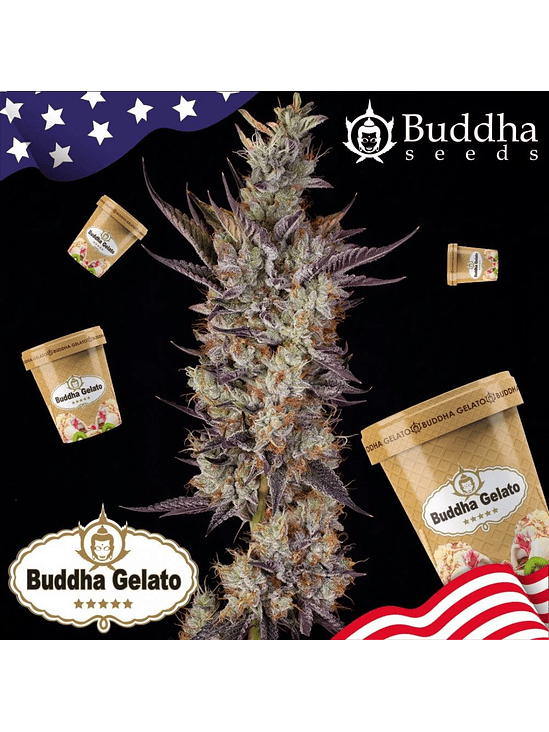 GELATO FEM X3+1-BUDDHA SEEDS 2