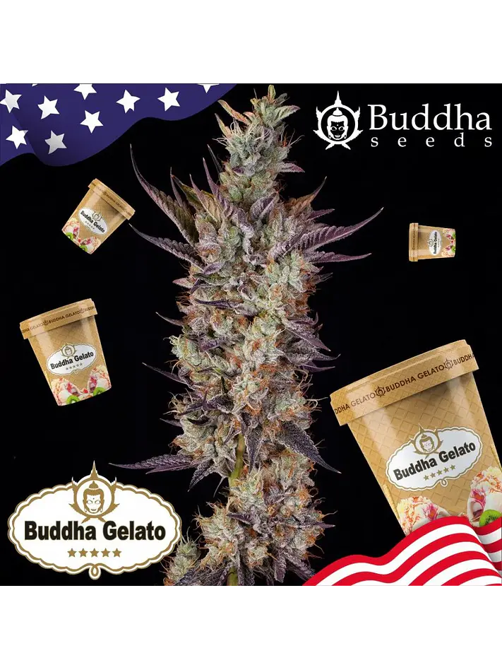 Gelato Fem X3+1-Buddha Seeds 2