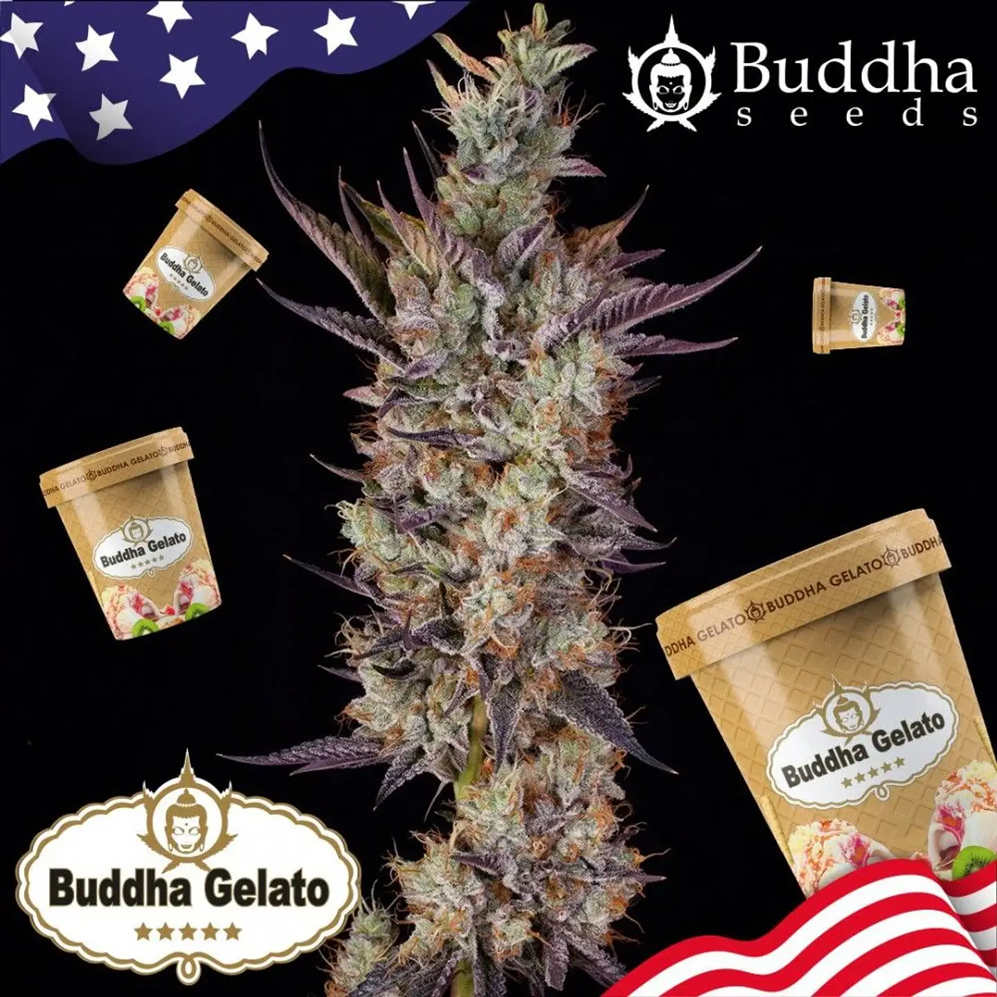 Gelato Fem X3+1-Buddha Seeds 2