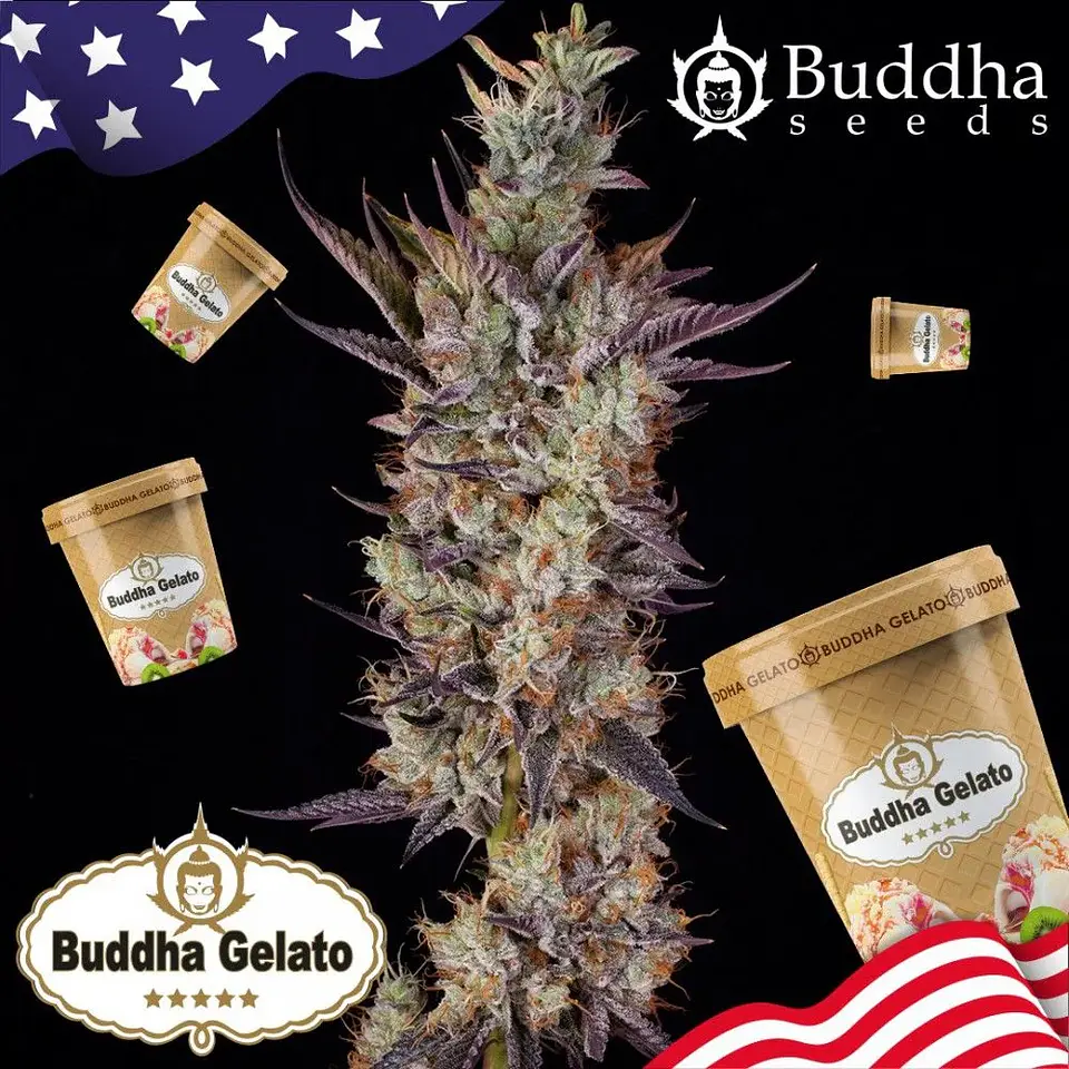 Gelato Fem X3+1-Buddha Seeds 2