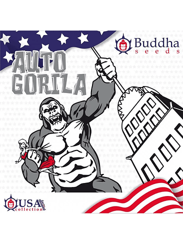 GORILLA AUTO X3+1-BUDDHA SEEDS 1