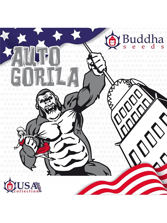 GORILLA AUTO X3+1-BUDDHA SEEDS 1