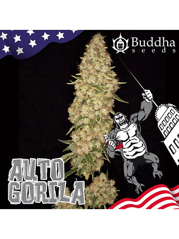 GORILLA AUTO X3+1-BUDDHA SEEDS 2