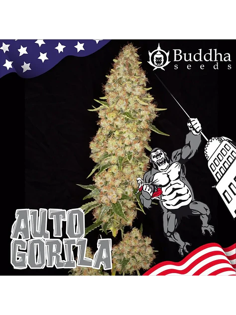 Gorilla Auto X3+1-Buddha Seeds 2