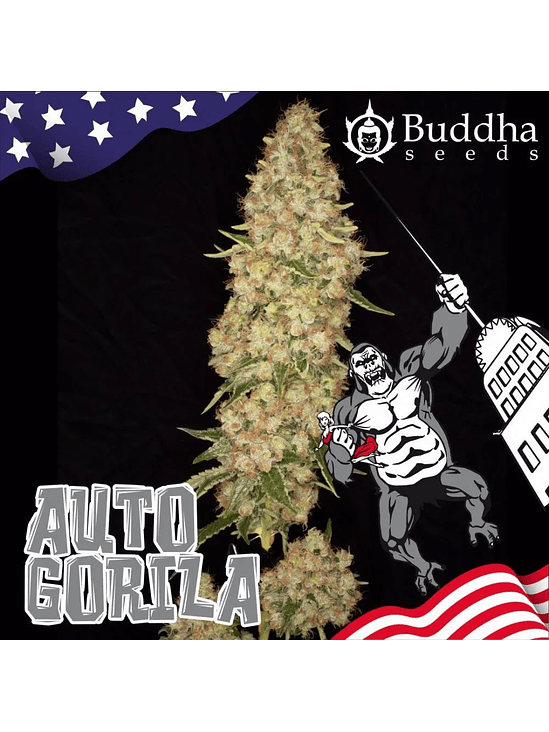 GORILLA AUTO X3+1-BUDDHA SEEDS 2