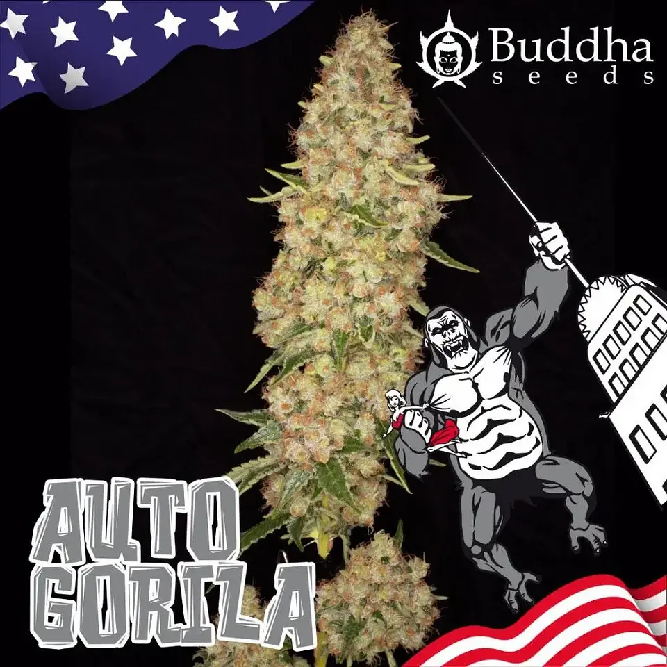 Gorilla Auto X3+1-Buddha Seeds 2