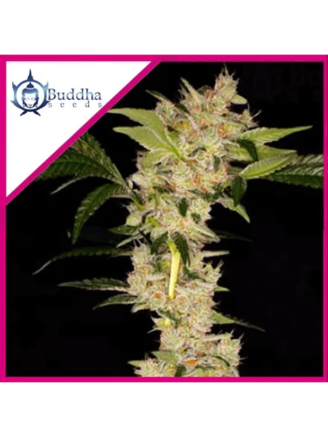 Gorila Fem X3+1 - Buddha Seeds 1
