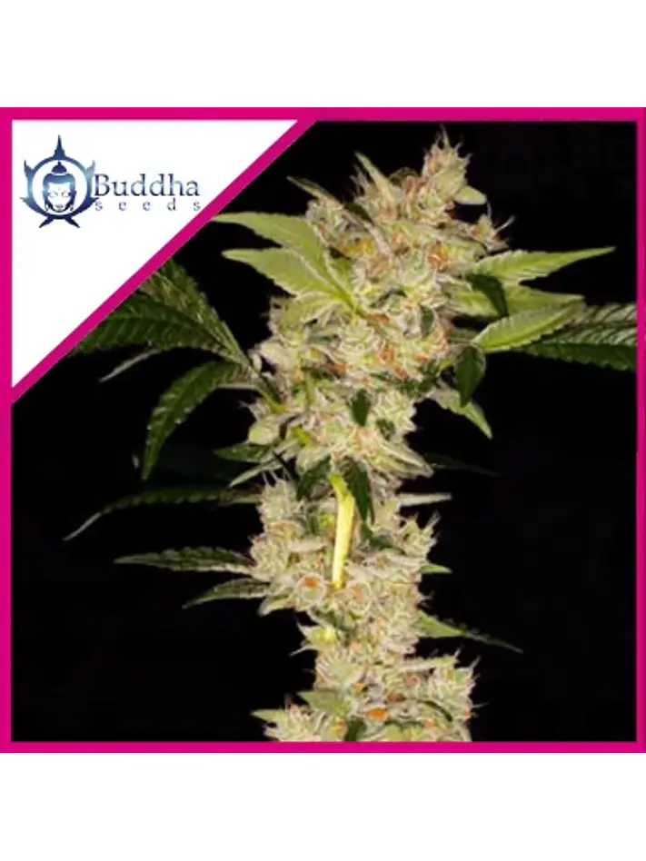 Gorila Fem X3+1 - Buddha Seeds 1