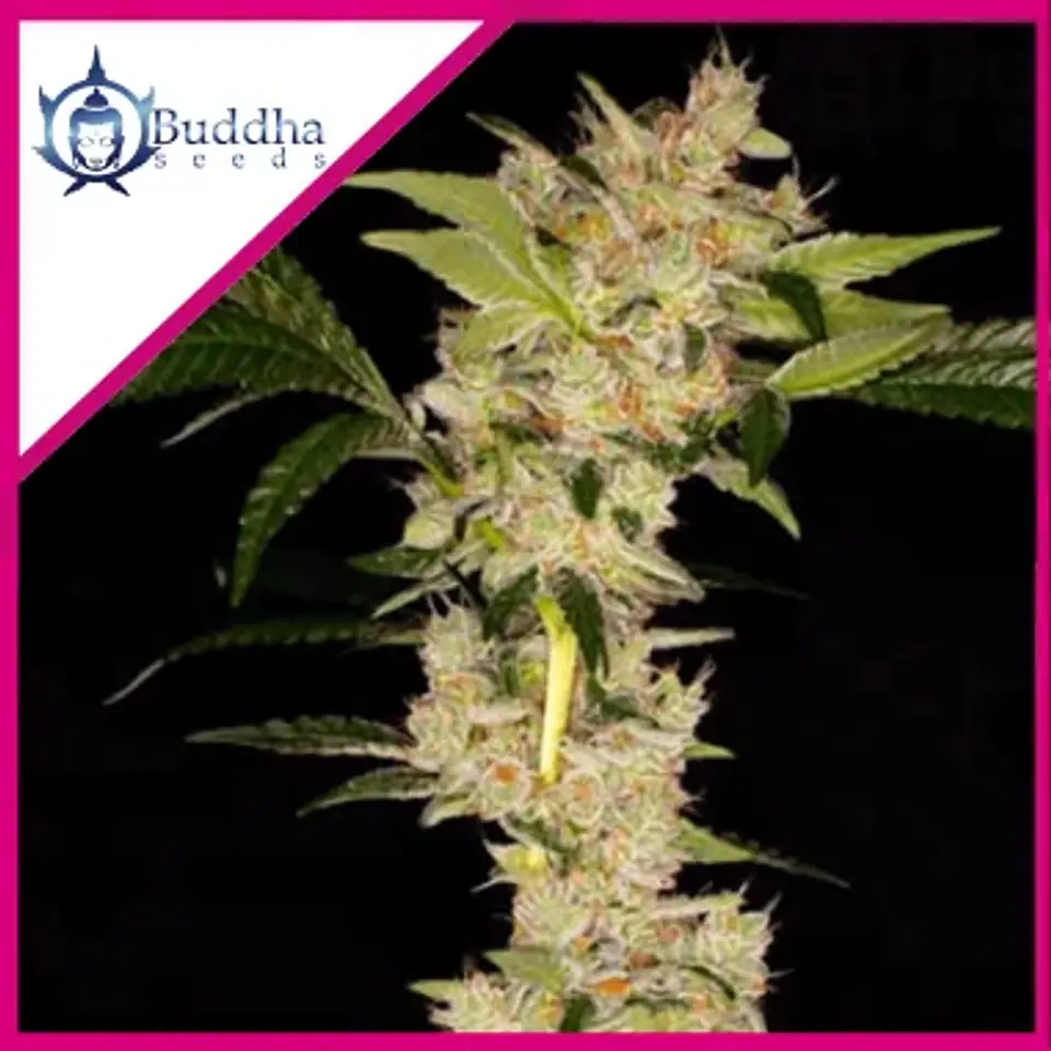 Gorila Fem X3+1 - Buddha Seeds 1