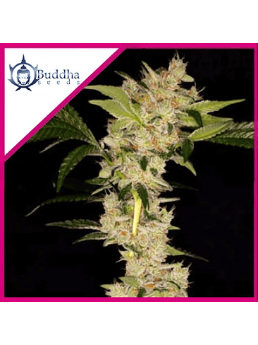BUDDHA GORILA X3 1