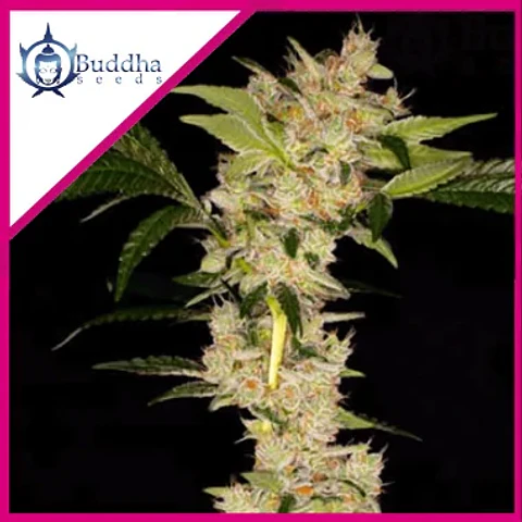 Buddha Gorila X3