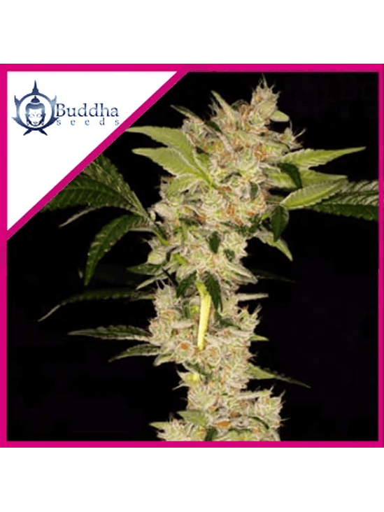 BUDDHA GORILA X3 1