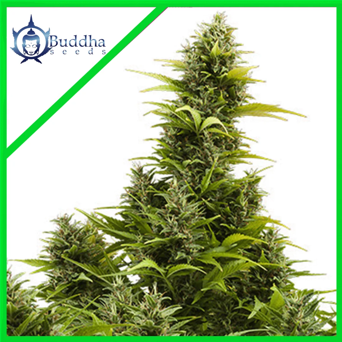 Medikit Auto X3+1 - Buddha Seeds 1